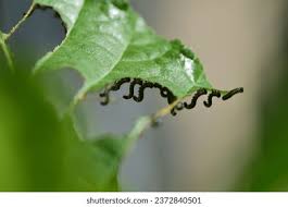 Attēlu rezultāti vaicājumam “Nematus ribesii larva”