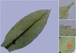 Attēlu rezultāti vaicājumam “Mnium stellare”