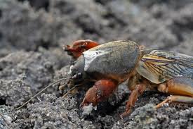 Attēlu rezultāti vaicājumam “Gryllotalpa gryllotalpa”