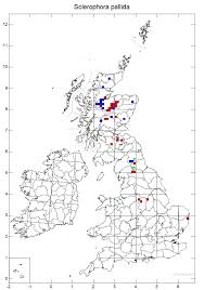 Attēlu rezultāti vaicājumam “Sclerophora pallida”