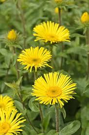 Image result for Inula hirta