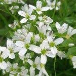 Attēlu rezultāti vaicājumam “Cardamine amara flower”