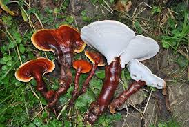 Attēlu rezultāti vaicājumam “Ganoderma lucidum”