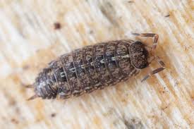 Attēlu rezultāti vaicājumam “Anogcodes melanurus”