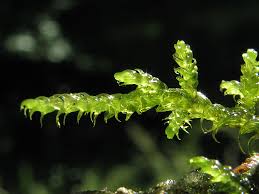 Attēlu rezultāti vaicājumam “Palustriella falcata”