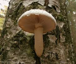 Attēlu rezultāti vaicājumam “Pholiota heteroclita”