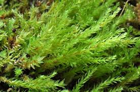 Attēlu rezultāti vaicājumam “Pohlia cruda”