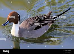 Attēlu rezultāti vaicājumam “Anas acuta”