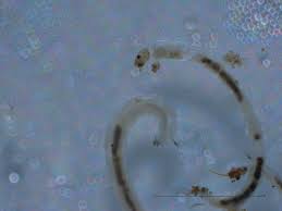 Attēlu rezultāti vaicājumam “Orthosia sp. larva”