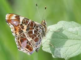 Attēlu rezultāti vaicājumam “Araschnia levana upperside”