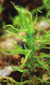 Attēlu rezultāti vaicājumam “Dicranella schreberiana”