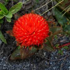 Attēlu rezultāti vaicājumam “Amaranthaceae”