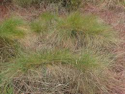 Attēlu rezultāti vaicājumam “Festuca rubra subsp. rubra”