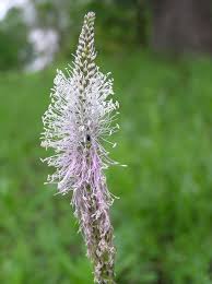 Attēlu rezultāti vaicājumam “Plantago media”