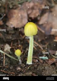 Attēlu rezultāti vaicājumam “Bolbitius vitellinus”