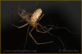 Attēlu rezultāti vaicājumam “Tetragnatha montana”