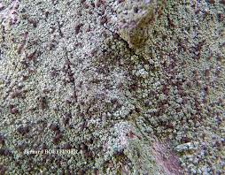 Attēlu rezultāti vaicājumam “Chaenotheca trichialis”