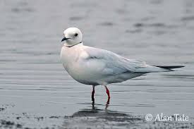 Image result for Rhodostethia rosea