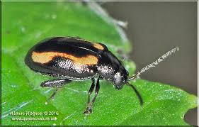 Attēlu rezultāti vaicājumam “Phyllotreta sp.”