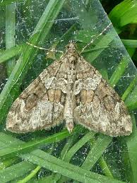 Attēlu rezultāti vaicājumam “Thera variata”