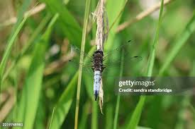 Attēlu rezultāti vaicājumam “Libellula fulva male”