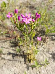 Attēlu rezultāti vaicājumam “Centaurium littorale flower”