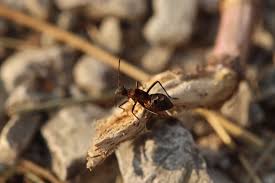 Attēlu rezultāti vaicājumam “Alydus calcaratus imago”