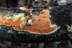 Attēlu rezultāti vaicājumam “Leucogyrophana mollusca”