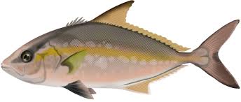 Image result for Seriola rivoliana