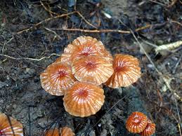 Attēlu rezultāti vaicājumam “Marasmius sp.”