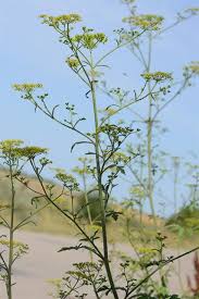 Attēlu rezultāti vaicājumam “Pastinaca sativa subsp. sylvestris flower”