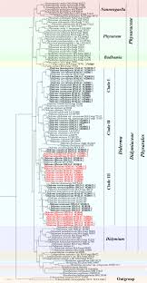Attēlu rezultāti vaicājumam “Diderma chondrioderma sessile”