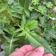 Attēlu rezultāti vaicājumam “Bunias orientalis bud”