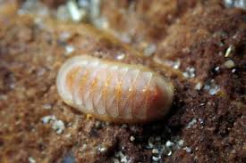 Attēlu rezultāti vaicājumam “Leporida”