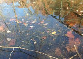 Attēlu rezultāti vaicājumam “Potamogeton trichoides leaf”