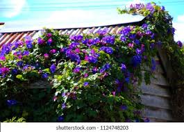 Image result for Ipomoea purpurea