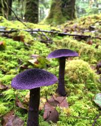 Attēlu rezultāti vaicājumam “Cortinarius violaceus”