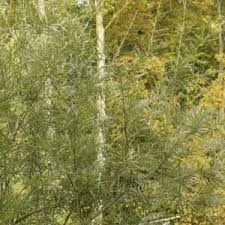 Attēlu rezultāti vaicājumam “Salix repens subsp. rosmarinifolia flower”