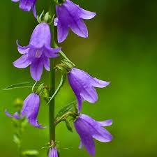 Image result for Campanula spicata