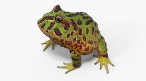 Image result for Ceratophrys ornata