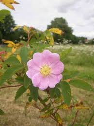Attēlu rezultāti vaicājumam “Rosa glabrifolia”