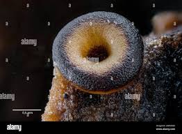 Attēlu rezultāti vaicājumam “Ophiotheca chrysosperma macro”