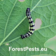 Attēlu rezultāti vaicājumam “Eriocampa ovata larva”