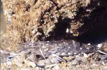 Attēlu rezultāti vaicājumam “Crangon crangon”