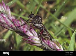 Attēlu rezultāti vaicājumam “Choerades sp.”