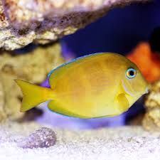 Image result for Acanthurus coeruleus