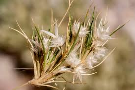 Attēlu rezultāti vaicājumam “Comatricha pulchella stalked”