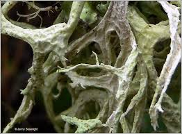 Attēlu rezultāti vaicājumam “Evernia prunastri”