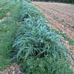 File:<b>Cynara</b> scolymus g1.jpg
