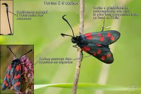 Attēlu rezultāti vaicājumam “Zygaena filipendulae”